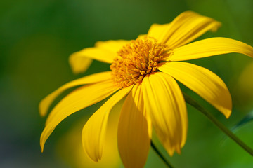 Mexican Sunflower Weed