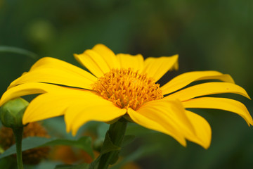 Mexican Sunflower Weed