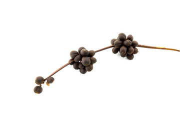 Raw coffee beans on the branch.