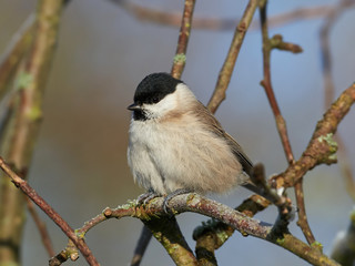 Marsh Tit (Poecile palustris)
