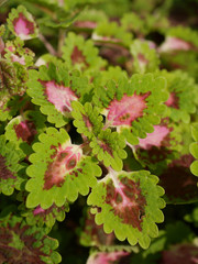 plectranthus scutellarioides