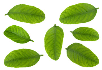 Fototapeta na wymiar Tangerine fruit leaf set
