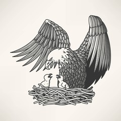 Fototapeta premium Bald eagle in the nest