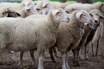 Naklejka na ściany i meble Sheep flock standing on farmland