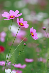 Fototapeta premium close up of pink cosmos flowers field with flare light behind an