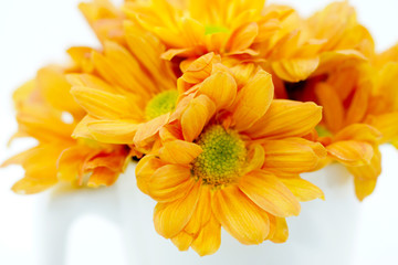 Fototapeta premium orange chrysanthemum