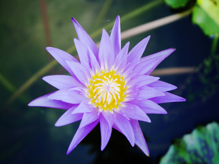 beauty violet lotus in marsh