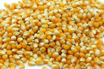 corn seeds for cooking popcorn