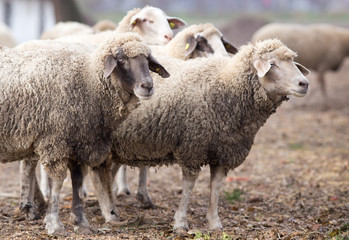 Sheep herd on the farm