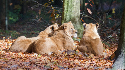 Three Lionesses enjoying the sun