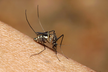 Mosquito sucking human blood on extreme macro