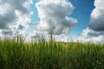 Obraz premium Grean ears in the field.
