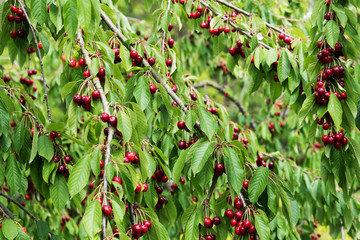 Cherries on cherry tree.