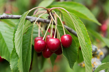 Cherries on cherry tree.