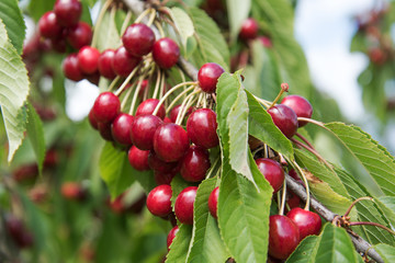 Cherries on cherry tree.