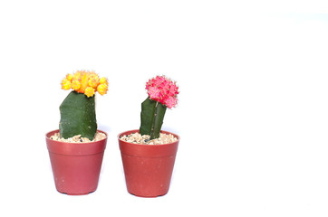 cactus isolated background plant white green nature flowers garden 