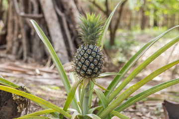 Pineapple fruit on the bush
