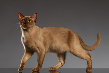 Fototapeta premium Closeup Burmese Cat Stands on Gray