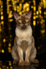 Burmese Cat Sits on new year background