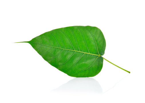 Green bodhi leaf vein on white background