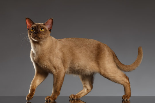 Closeup Burmese Cat  Stands on Gray