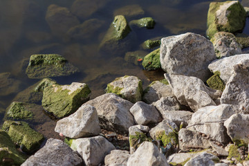 Fototapeta na wymiar stone river