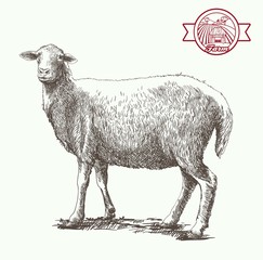Naklejka premium sheep breeding sketch