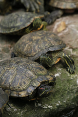 Turtles
