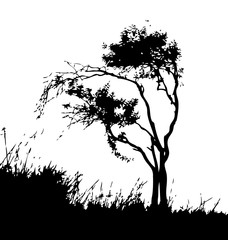 Tree vector silhouette on meadow