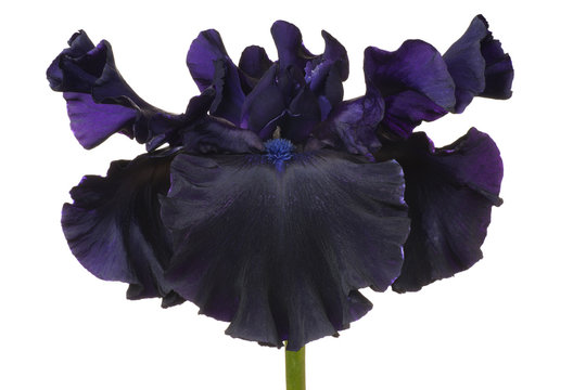 iris