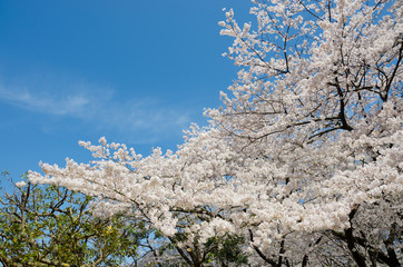 青空と桜