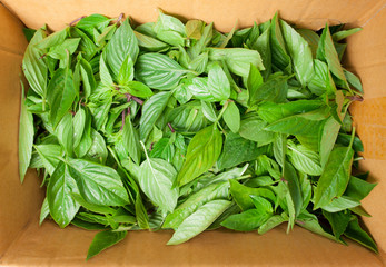 Fresh organic basilic leaves on a wooden