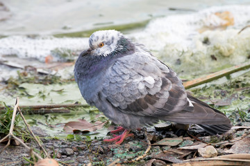 Pigeon with White Head