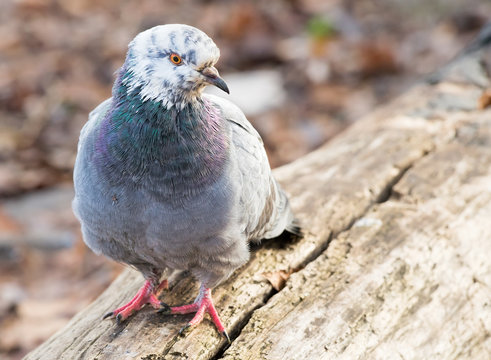 Pigeon with White Head