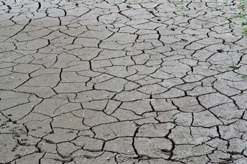 Cracked ground, soil salinity, ecological disaster