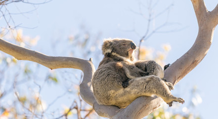 Koala family on a bare tree