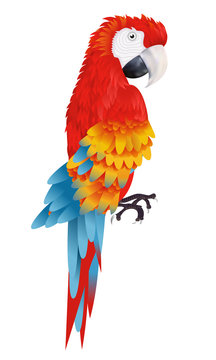 A bright macaw parrot isolated on white background vector illustration