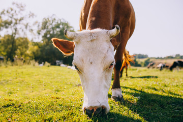 Cows on a pasture