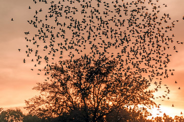 Flock of Starlings Flying over a tree at sunset