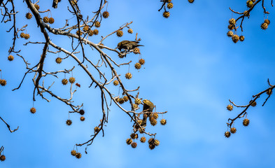 European Starlings feeding on Autumn tree seed pods