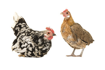 Two chickens isolated on a white background