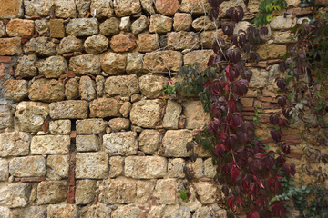 Muro
