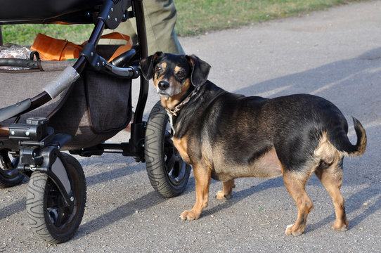 Old Dog And Baby Carriage