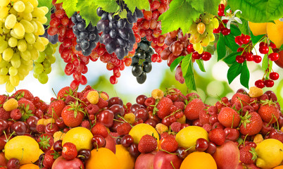 Naklejka na ściany i meble many ripe berries and fruit