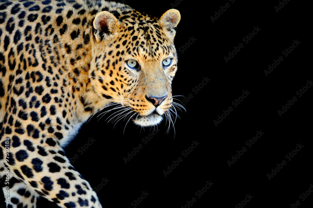 Canvas Prints leopard portrait on dark background