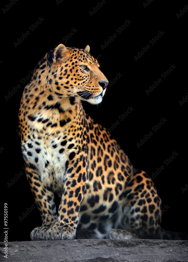 Canvas Prints leopard portrait on dark background