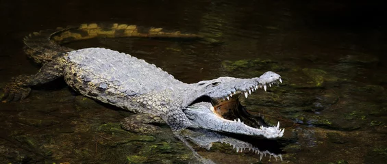Photo sur Plexiglas Crocodile Gros crocodile dans l& 39 eau