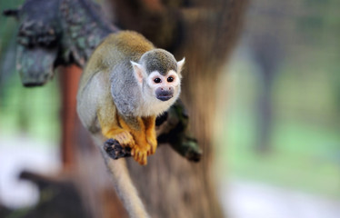 Common Squirrel Monkey