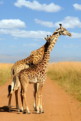 Giraffe