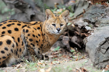 Naklejka na ściany i meble Serval cat (Felis serval)